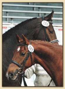 "Infuriating" and Love in Blue--Dressage at Devon 2000.