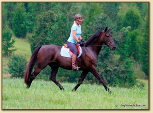 American Saddlebred Sport Horse