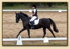 American Saddlebred Sport Horse