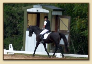 American Saddlebred Sport Horse