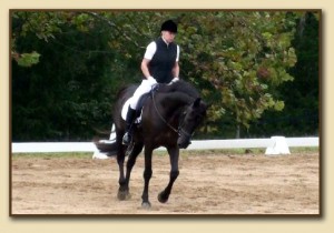 American Saddlebred Sport Horse