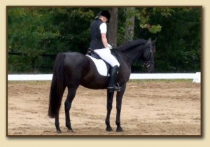 American Saddlebred Sport Horse