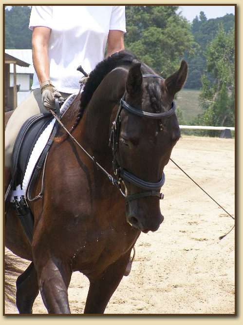 Dressage « American Saddlebred Sport Horse