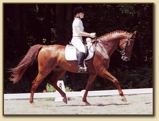 American Saddlebred Sport Horse