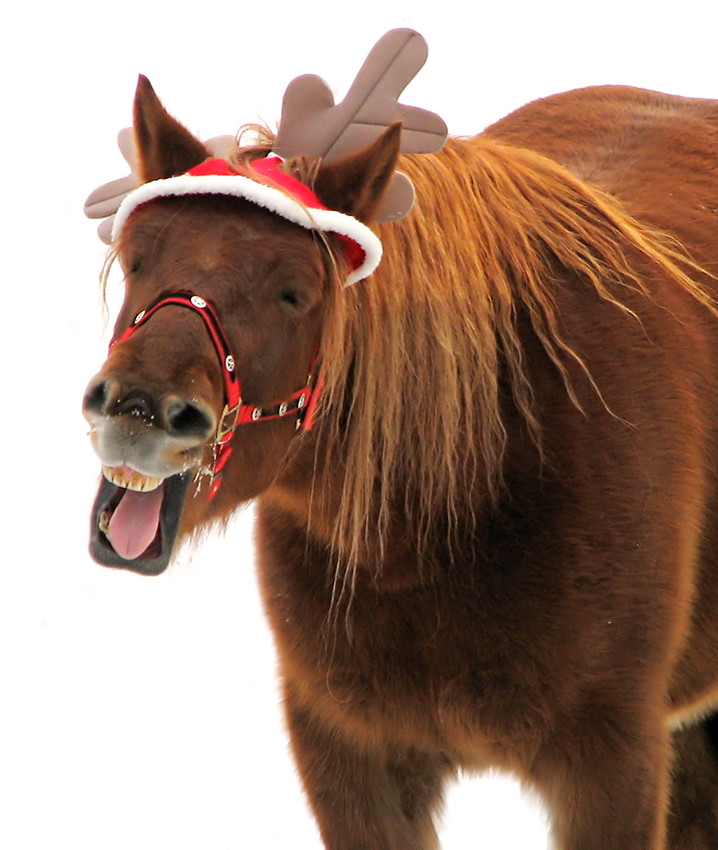 Saddlebred Sport Horse