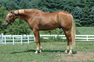 American Saddlebred Sport Horse
