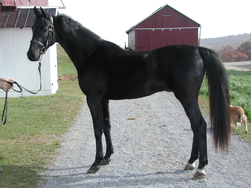  American Saddlebred Sport Horses awesome athletes 