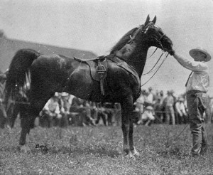 American Saddlebred Sport Horse