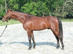 American Saddlebred Sport Horse