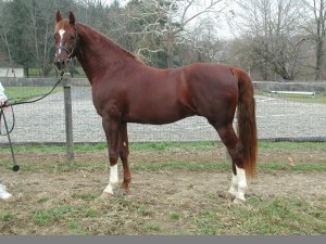American Saddlebred Sport Horse