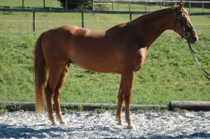 American Saddlebred Sport Horse